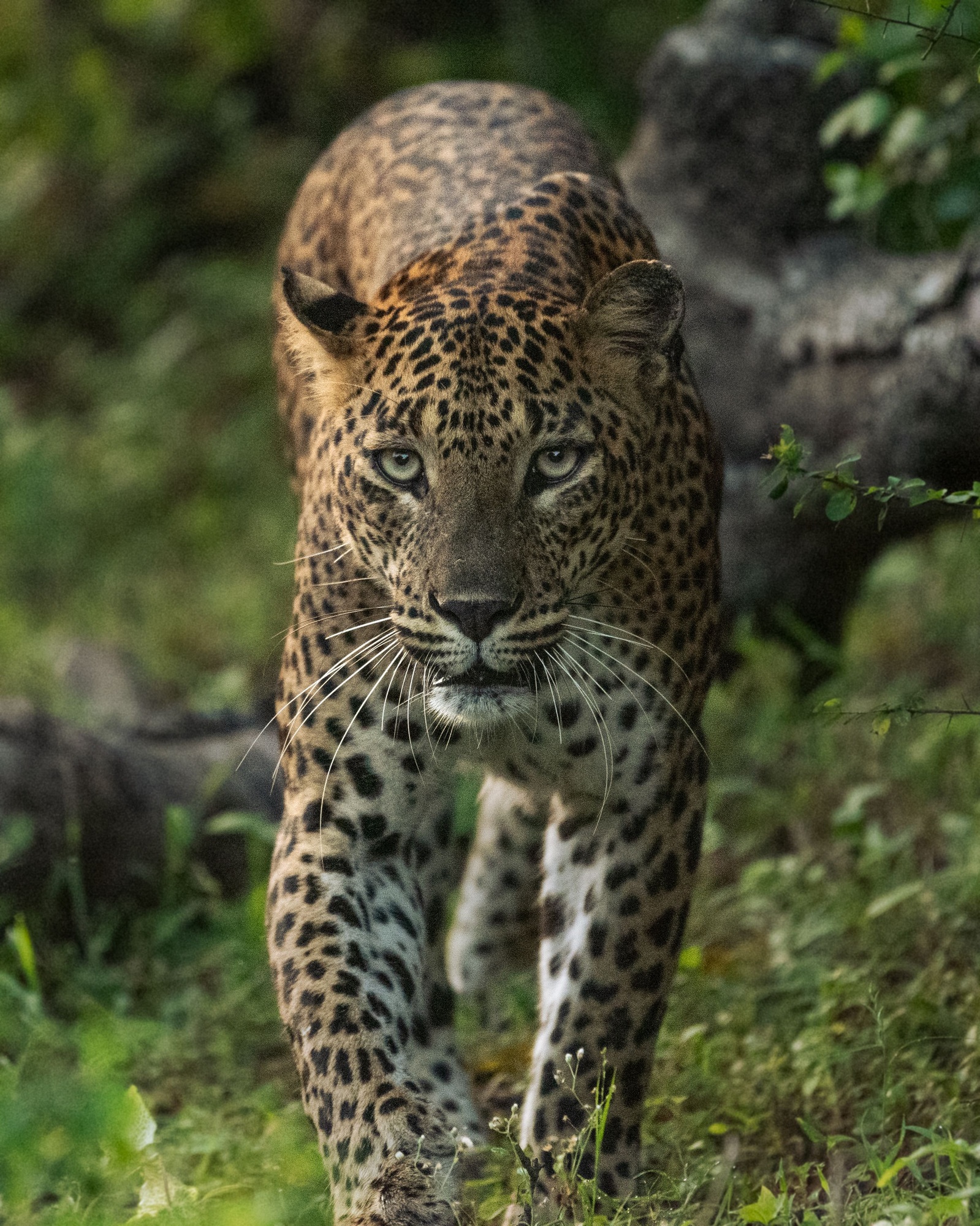 Closeup of a Leopard in Yala National Park