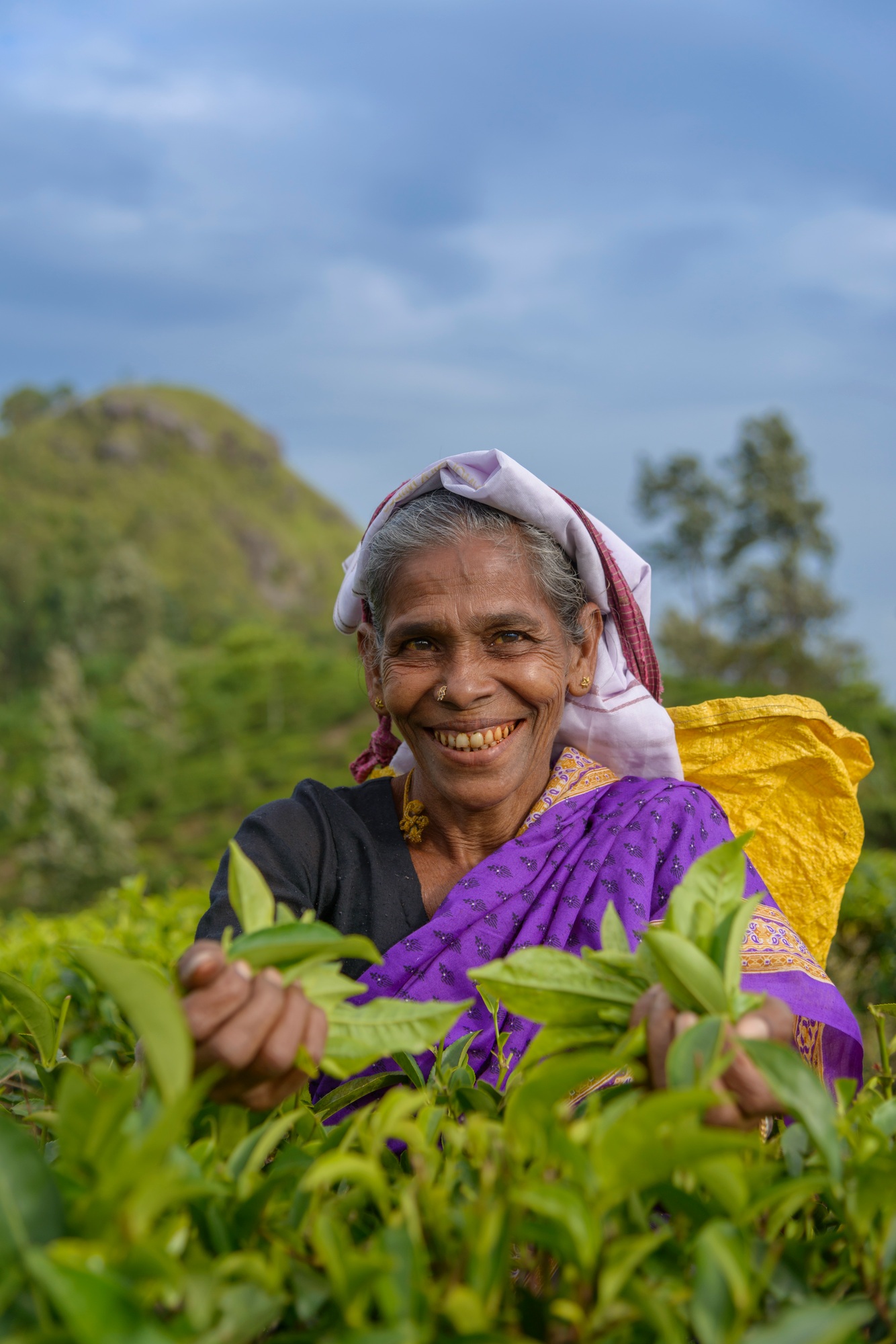 Sri Lanka, Smiling woman plucking tea